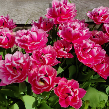 Tulip Cabella